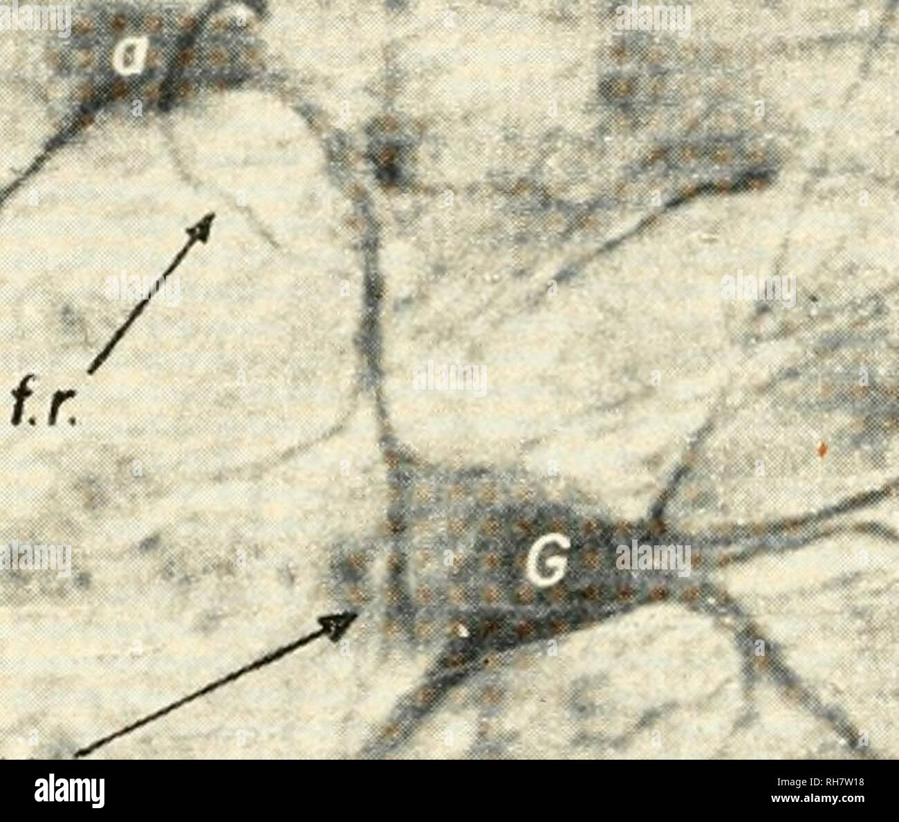 . Brain mechanisms and learning, a symposium. Psychophysiology; Learning, Psychology of. .â¢Â»jUi/D D.ssyn.. ,-^^ 7k â f* Fig. 7 Dendro-somatic contact, (a) Schematic drawing reproduced from Fig. 23.4 of Cajal's Texiura del sisteiiia iieri'ioso del hoinhre y los vertehrados. In this figure Cajal drew the ending of the retinipetal fibre on an aniacrine cell and included a dendro-dendritic connection between amacrines and ganglionic cells, {h) This photomicrograph serves to demonstrate the relation- ship between amacrine cells and ganglionic neurones of retina, as well as the ending on the amacr Stock Photo