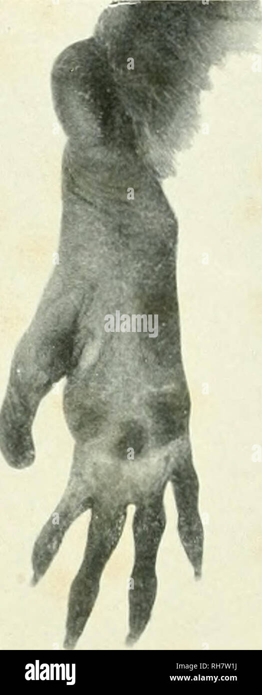 . The brain from ape to man; a contribution to the study of the evolution and development of the human brain. Brain; Evolution; Pongidae. Courlesy^ American Museum oj Natural History' FIGS. l6l AND 162. HAND AND FOOT OF MACACUS RHESUS. Left. Palmar surface of hand showing well-dcvelopcd manual characteristics, pronounced digitation, short but opposable thumb. Right. Plantar surface of loot showing well-developed heel, narrow sole, long, narrow toes, and long opposable hallux. culties. Among themselves they are constantly on the move. Repose seems totally foreign to their behavioral program. Sc Stock Photo