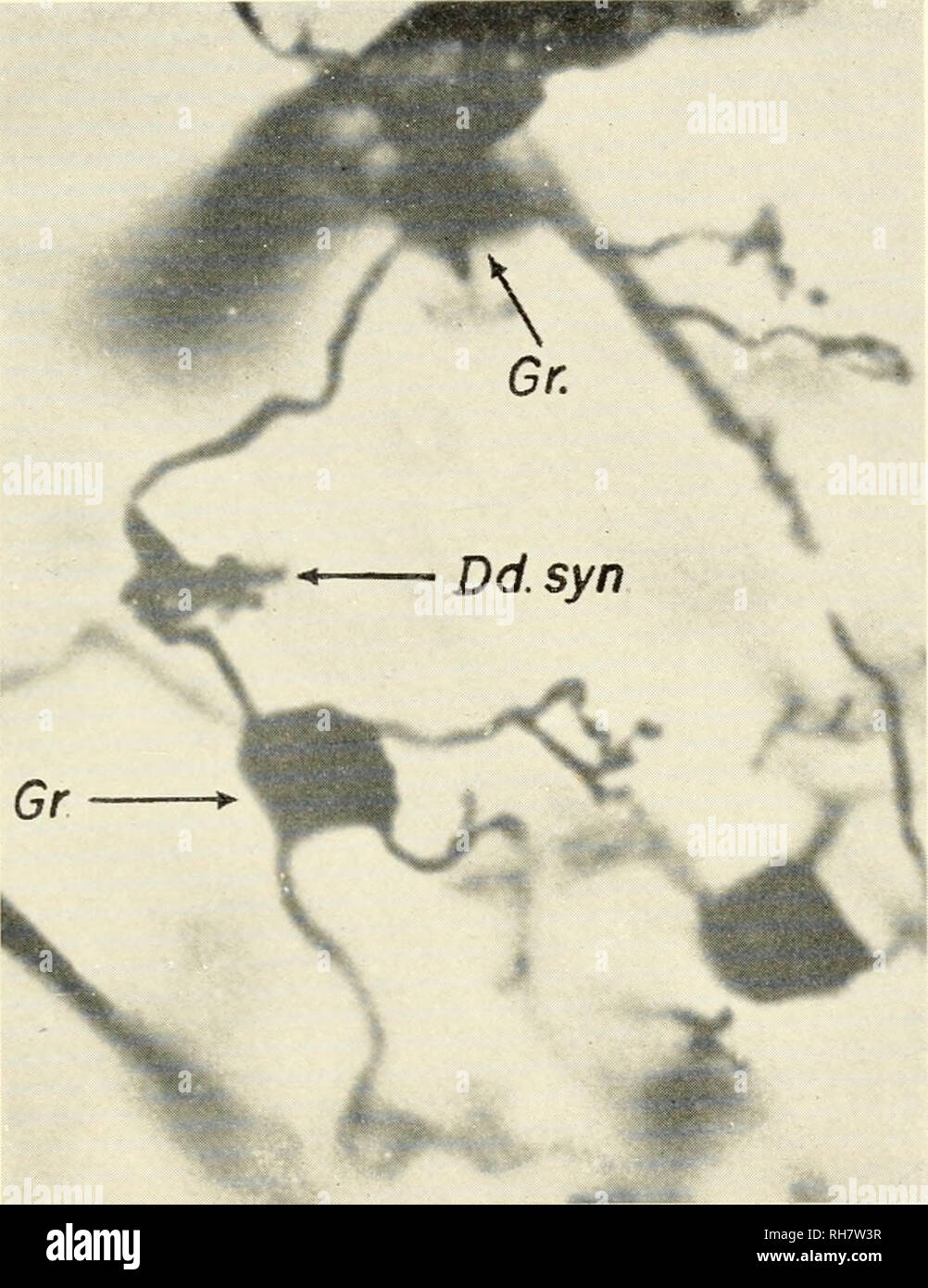 . Brain mechanisms and learning, a symposium. Psychophysiology; Learning, Psychology of. C. ESTABLE 311 orderly and systematic review of the neurohistological bases of neuro- physiology, is to discriminate between the various types of contacts of a neurone. The second requirement must be the functional elucidation of such contacts.. Fig. 2 Dendro-dendritic contact. Photo-micrograph of cerebellum of cat showing a typical dendro-dendritic synapse (Dd. syn.) between grains. Gr. = grains. (Golgi-Cajal method). Each neurone has two kinds oi contacts: (A) insulation and nutrition (neuroglial) contac Stock Photo