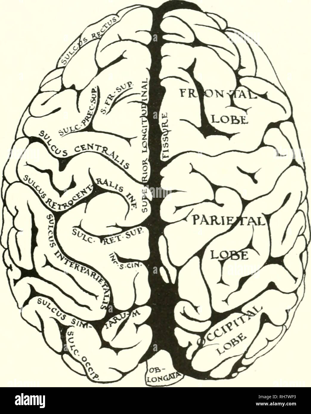 . The brain from ape to man; a contribution to the study of the evolution and development of the human brain. Brain; Evolution; Pongidae. TROGLODYTES GORILLA 647 structure often denominated the interorbital keel of the frontal lobe has lost nuuh of its jjrominence and approaches more closely the conditions observed in man. The entire orbital surface of the frontal lobe has in fact so altered its. FIG. 292B. DETAILED DIAGKA.M OF DORSAL SURFACE OF BRAIN, GORILLA. Key to Diacr.m. inc. s. cin., Incisura Sulci Cinguli; sllc. occip.. Sulcus Occipitalis; s. fr. sup., Sulcus Frontalis Superior; sllc. Stock Photo