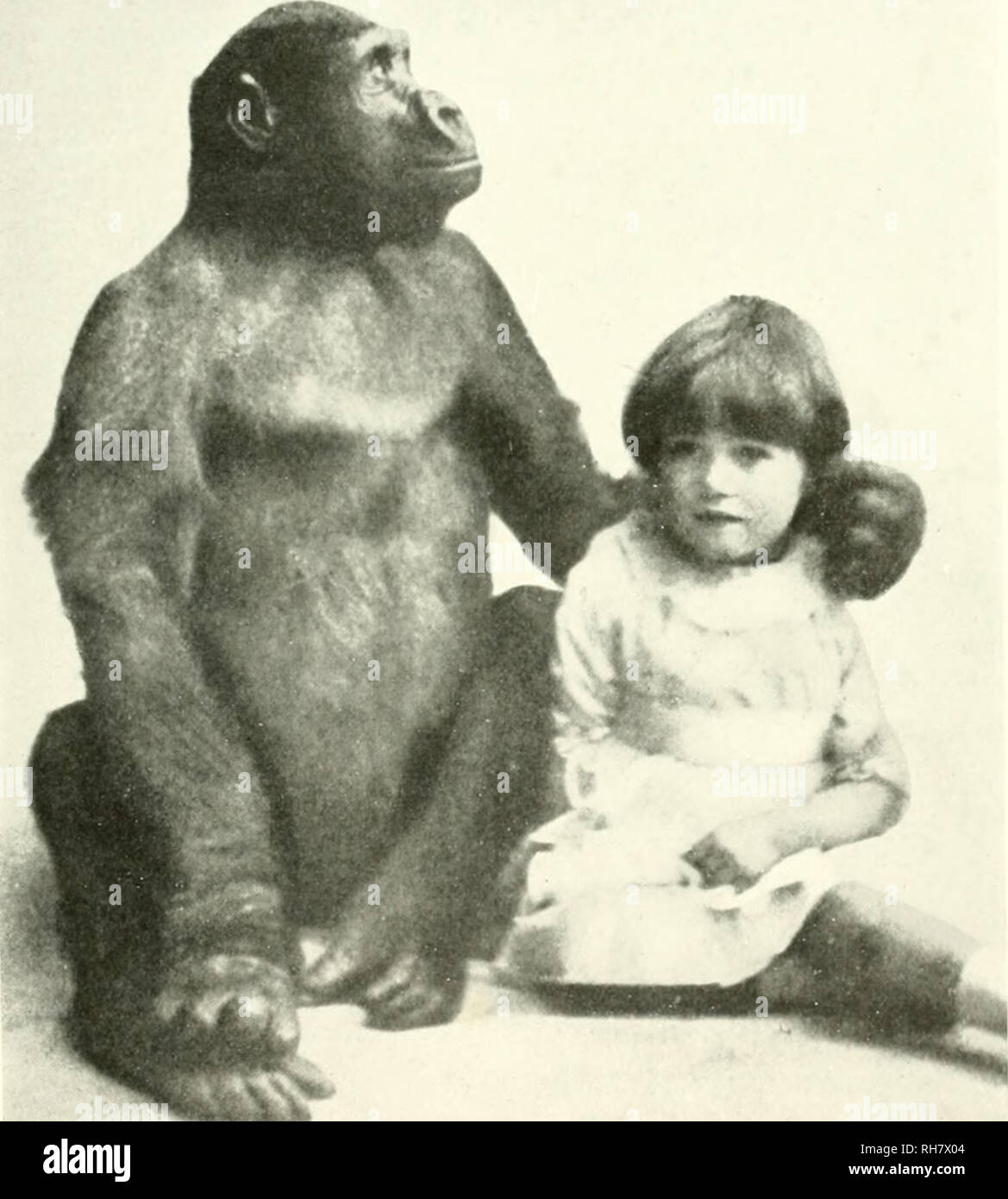 John daniel ape hi-res stock photography and images - Alamy