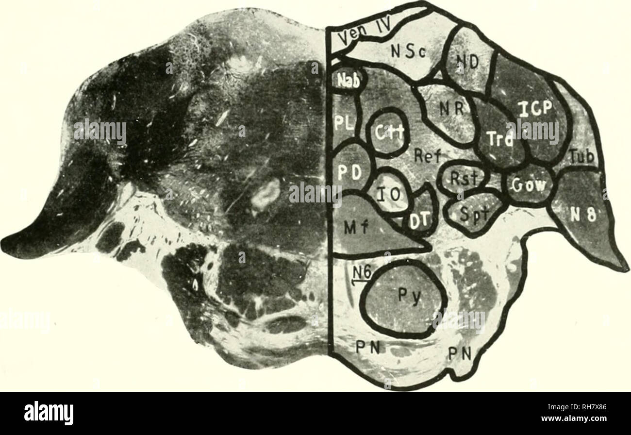 The brain from ape to man; a contribution to the study of the evolution and  development of the human brain. Brain; Evolution; Pongidae. TROGLODYTES  NIGER. 11 IF. CIIIMI^ANZEE 51)3 (PN), signifies