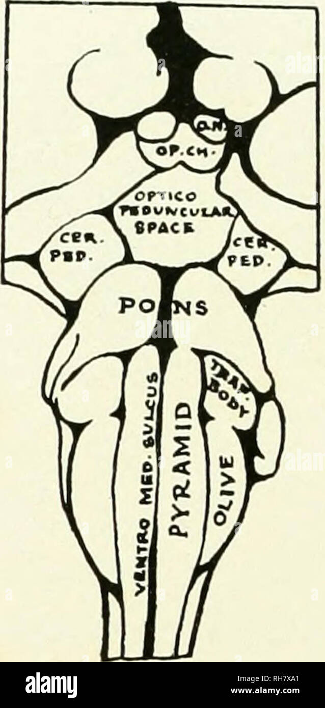The brain from ape to man; a contribution to the study of the evolution and development of the human brain. Brain; Evolution; Pongidae. fig. 77. ventral surface of brain stem, callithrix The brain from ape to man; a contribution to the study of the evolution and development of the human brain. Brain; Evolution; Pongidae. fig. 77. ventral surface of brain stem, callithrix