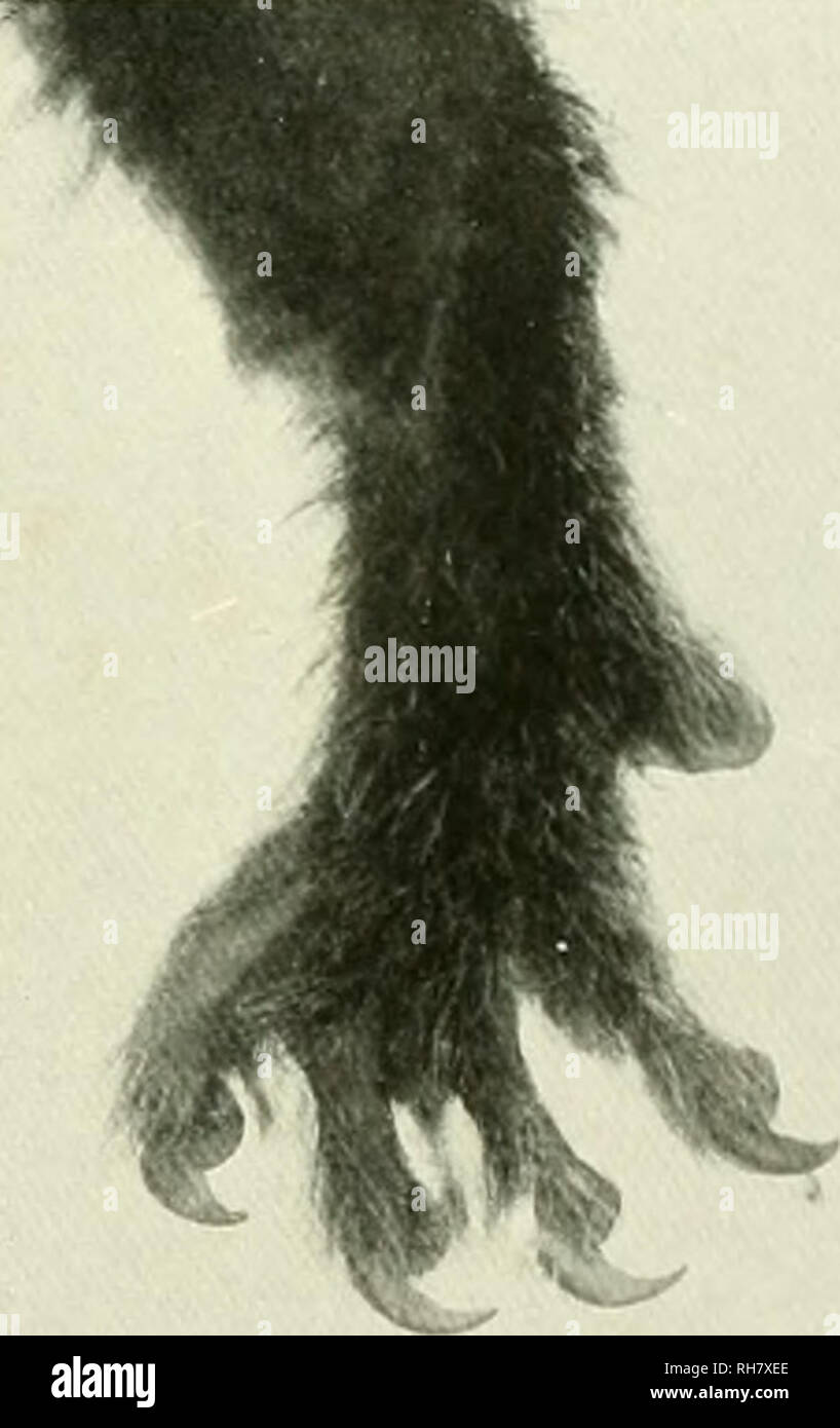 The brain from ape to man; a contribution to the study of the evolution and development of the human brain. Brain; Evolution; Pongidae. Courtesy. American Museum oj Natural History FIGS. 71 The brain from ape to man; a contribution to the study of the evolution and development of the human brain. Brain; Evolution; Pongidae. Courtesy. American Museum oj Natural History FIGS. 71