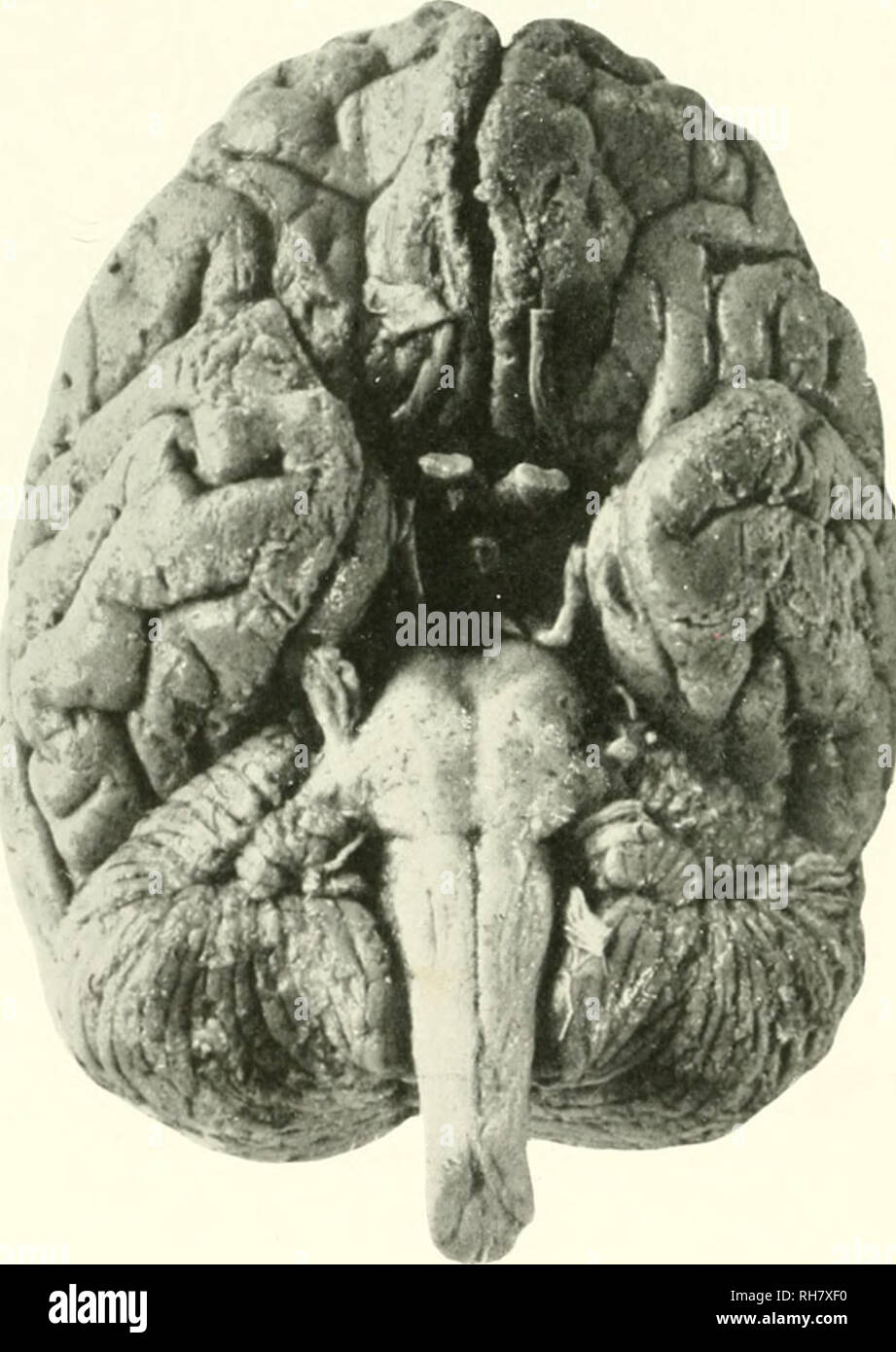 . The brain from ape to man; a contribution to the study of the evolution and development of the human brain. Brain; Evolution; Pongidae. 562 THE HIGHER ANTHROPOIDS A large proportion of all thfir desires is naturall' shown by clireet imitation of the aetions desired. Thus, when one eiiinipanzee wishes to be accomjxmied by another, it gives the latter a nudge and pulls it by the hand.. FIG. 2j2. BASE OF BRAIN, CHIMPANZEE. hiie looknig at hun and making the nio iMiU'iits ol walLnig ni the diri'it ion ol the objecti'e. One wishnig to reeeixe bananas honi another, mutates the movement of sn Stock Photo