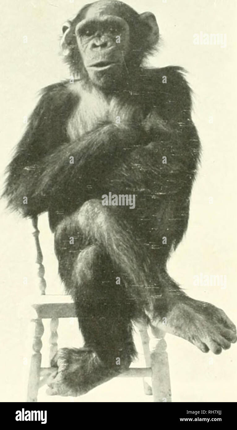 The brain from ape to man; a contribution to the study of the evolution and development of the human brain. Brain; Evolution; Pongidae. 548 THE HIGHER ANTHROPOIDS Kohlcr for a long The brain from ape to man; a contribution to the study of the evolution and development of the human brain. Brain; Evolution; Pongidae. 548 THE HIGHER ANTHROPOIDS Kohlcr for a long