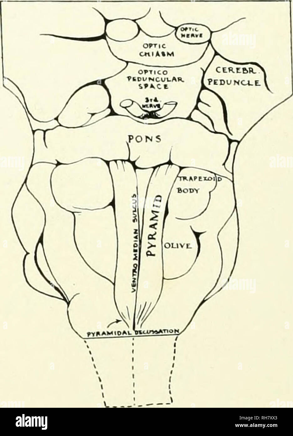 . The brain from ape to man; a contribution to the study of the evolution and development of the human brain. Brain; Evolution; Pongidae. FIG. 48. VENTRAL SURFACE OF BRAIN STEM OF TARSIUS SPECTRUM. [Actual Length, 16 mm.] Key to Diagram, cerebr.-peduncle, Cerebral Peduncle. mcnts in the mesencephahc roofplate. Here the mfenor colliculus and mesial geniculate body are larger and better defined than in all other primates. The superior colliculus attains dimensions almost warranting the designation of optic lobe, but in any event much more conspicuous than in lemurs, monkeys, apes or man. Thus, i Stock Photo