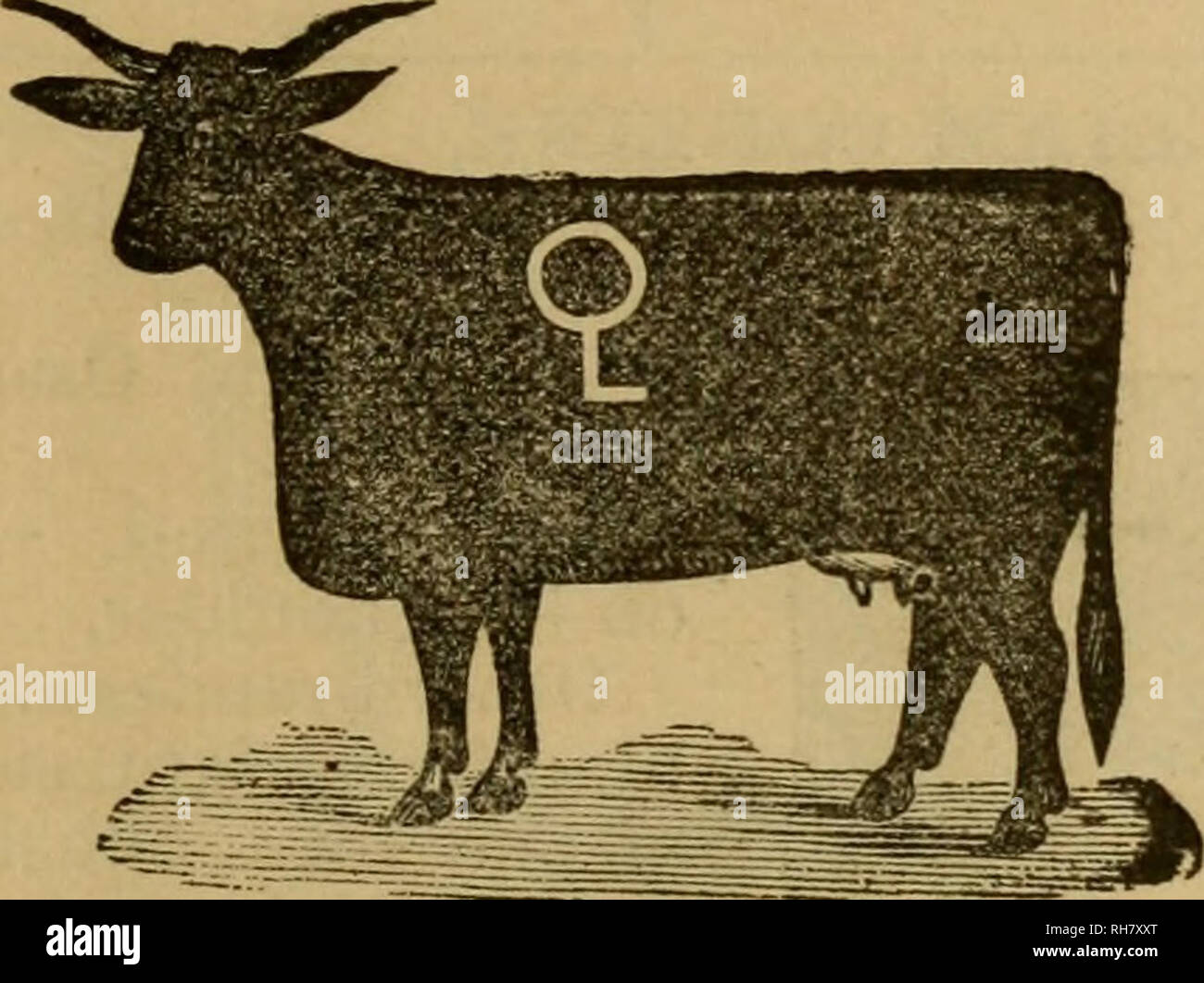 . Brand book. Cattle brands; Cattle brands. ! Post-office, address, Kiowa, Kas. f* Range,*;Drumm's Ranch, mouth of the Medicine River, I. T. Horse brand, same as cattle. Other brands, bar on left hip, th'is,  O^ any- . here on left yide.. 7 S. KbTTON, Post-office address, Skeleton Ranch,I.T., via. Caldwall, Kas. Range, Black Bear Creek, 1. T. Horse '•? @ O -6&quot; &lt;P Q O on on the jaw and y/ on left side brand, Y on left shoulder. Other brands, cat- tle jr on left side, left side, some L C} on both sides-. Please note that these images are extracted from scanned page images that may ha Stock Photo