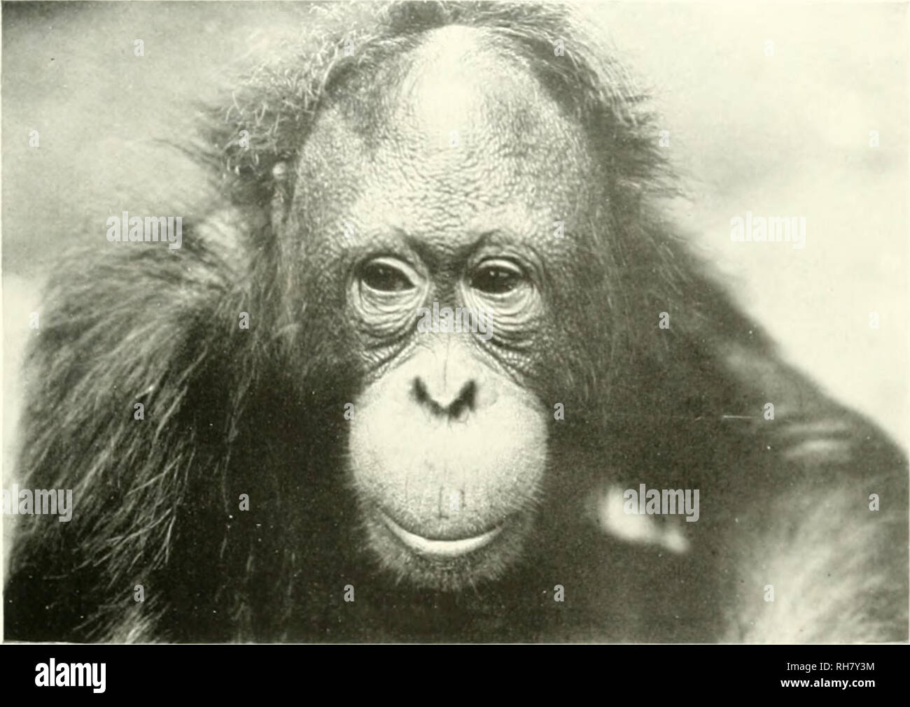 The brain from ape to man; a contribution to the study of the evolution and development of the human brain. Brain; Evolution; Pongidae. SIMIA SAT^RLS. THE ORANC-OITANG 483 "TIk' animal has The brain from ape to man; a contribution to the study of the evolution and development of the human brain. Brain; Evolution; Pongidae. SIMIA SAT^RLS. THE ORANC-OITANG 483 "TIk' animal has