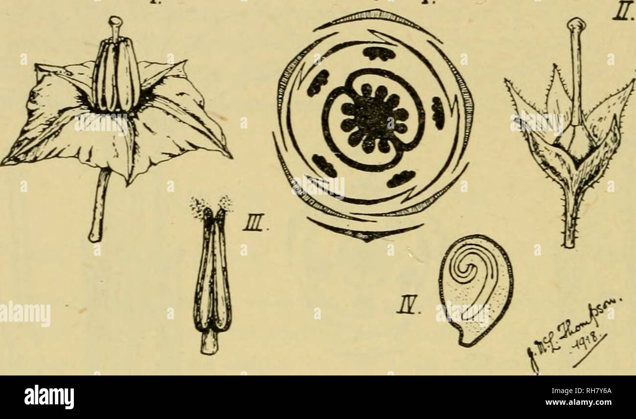 . Botany of the living plant. Botany; Plants. 042 BOTANY OF THE LIVING