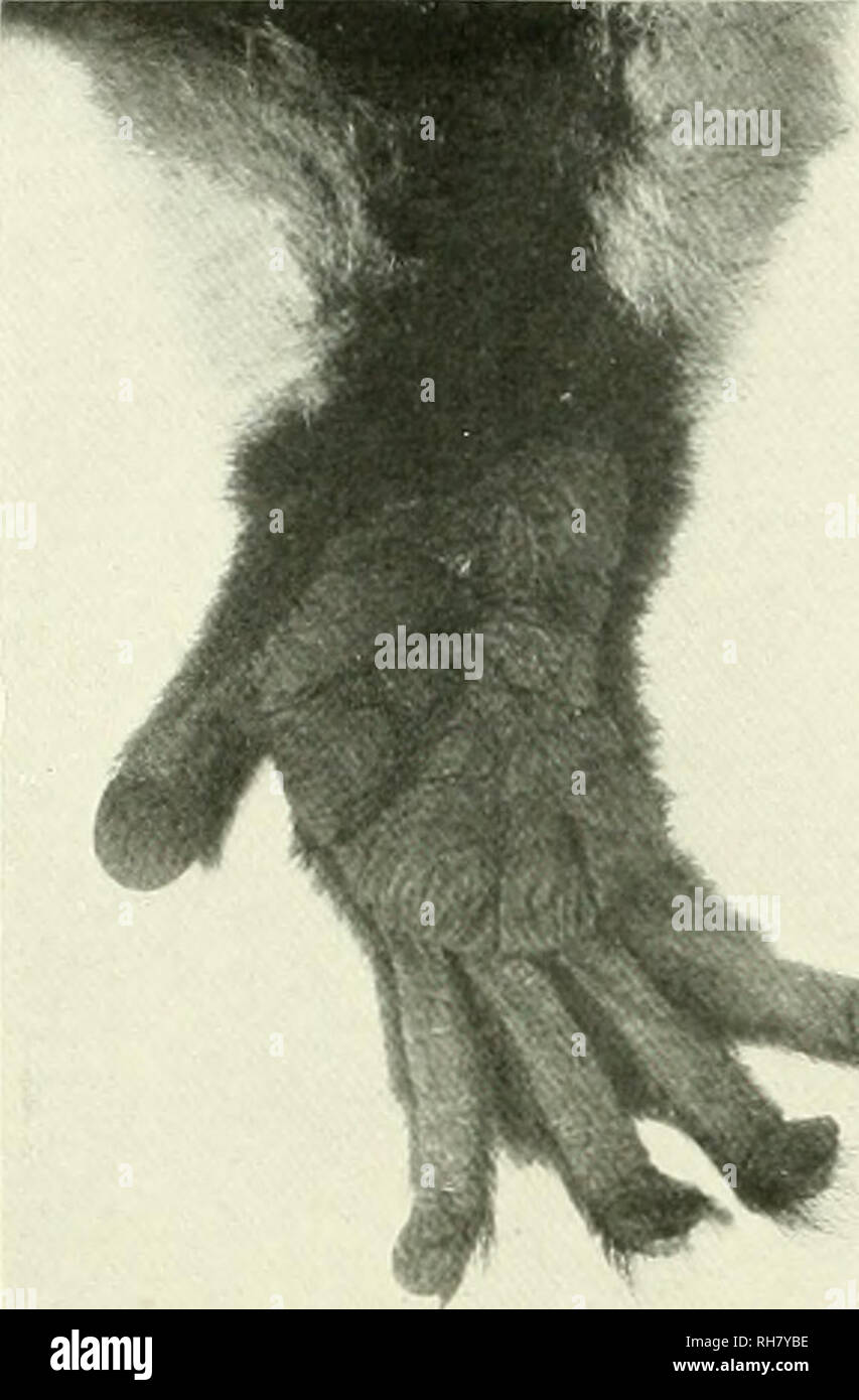 Lower Primates Higher primates hi-res stock photography and images - Alamy