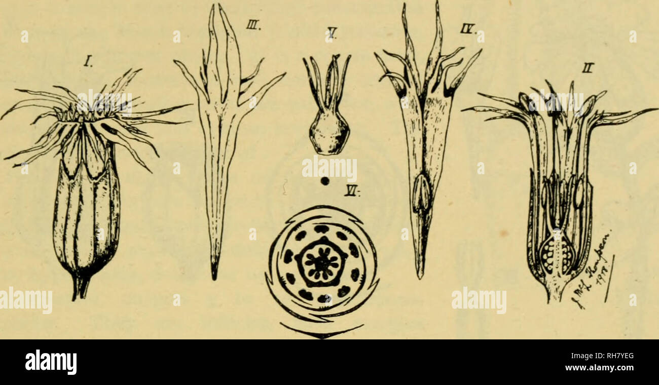 . Botany of the living plant. Botany; Plants. APPENDIX A 621 Corolla, petals 5, polypetalous, inferior, deeply notched, and again divided, bearing paired ligules at the sharp angle of the claw of each. Androecium, stamens 10, free, hypogynous, of varying length during flower- ing. The 5 outer opposite the sepals, the 5 inner opposite the petals.. Fig. 470. The Ragged Robin (Lychnis Flos-cuculi, L.) I. whole flower. II. same in section. III. petal with ligule, abaxial view. IV. petal with ligule and petaline (inner) stamen, adaxial view. V. gynoecium. VI. floral diagram. Gynoecium, carpels 5, s Stock Photo