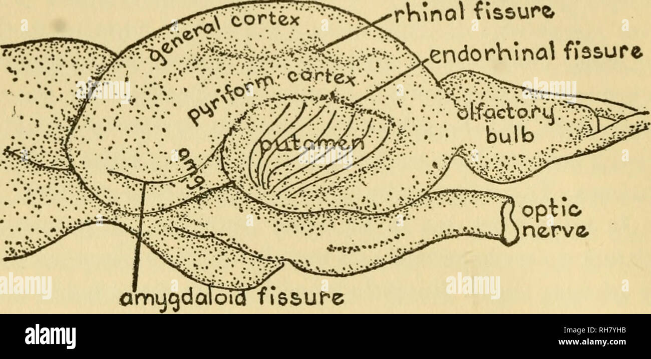 . Brains of rats and men; a survey of the origin and biological