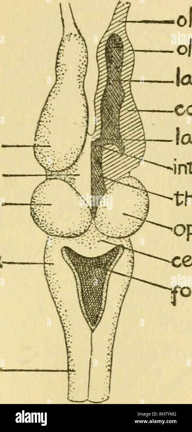 Brains Of Rats And Men A Survey Of The Origin And Biological Significance Of The Cerebral Cortex Cerebral Cortex Rats Behavior Psychology Comparative Brain Physiology Psychology Comparative Cerebral Cortex