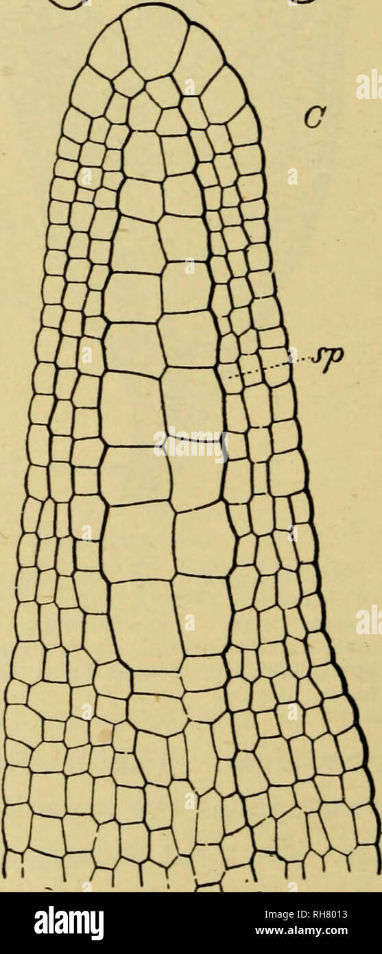 . Botany of the living plant. Botany; Plants. 4/0 BOTANY OF THE LIVING PLANT may be found, providing for ventilation (Fig. 364, St.). But such tissues dry up at maturity, so that the capsule is then full of the yellowish dusty spores. The sporophyte thus constructed is dependent throughout its existence upon the gametophyte : it bears no appendages, and normally it never branches. The spores all originate from one continuous spore-sac contained in the capsule. These features are common for the Bryophyta, and mark a simpler grade of evolution of the diploid generation than is seen in the Pterid Stock Photo