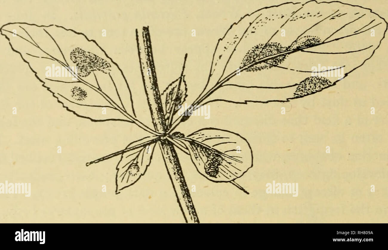 . Botany of the living plant. Botany; Plants. 434 BOTANY OF THE LIVING PLANT and the aecidium-stage on the common Nettle, causing contorted swellings upon its stem and leaves. Thus the Rust of Wheat is an example of a life-history that is not uncommon.. Fig. 330. Part of shoot of Barberry with leaves attacked by Puccinia graminis which forms yellow cushions, or cluster-cups, on the leaf-blades and stalks. (After Marshall Ward.) Sections through a diseased leaf of wheat in summer reveal the branched and septate hyphae closely packed in the intercellular spaces, and investing the green cells. Th Stock Photo