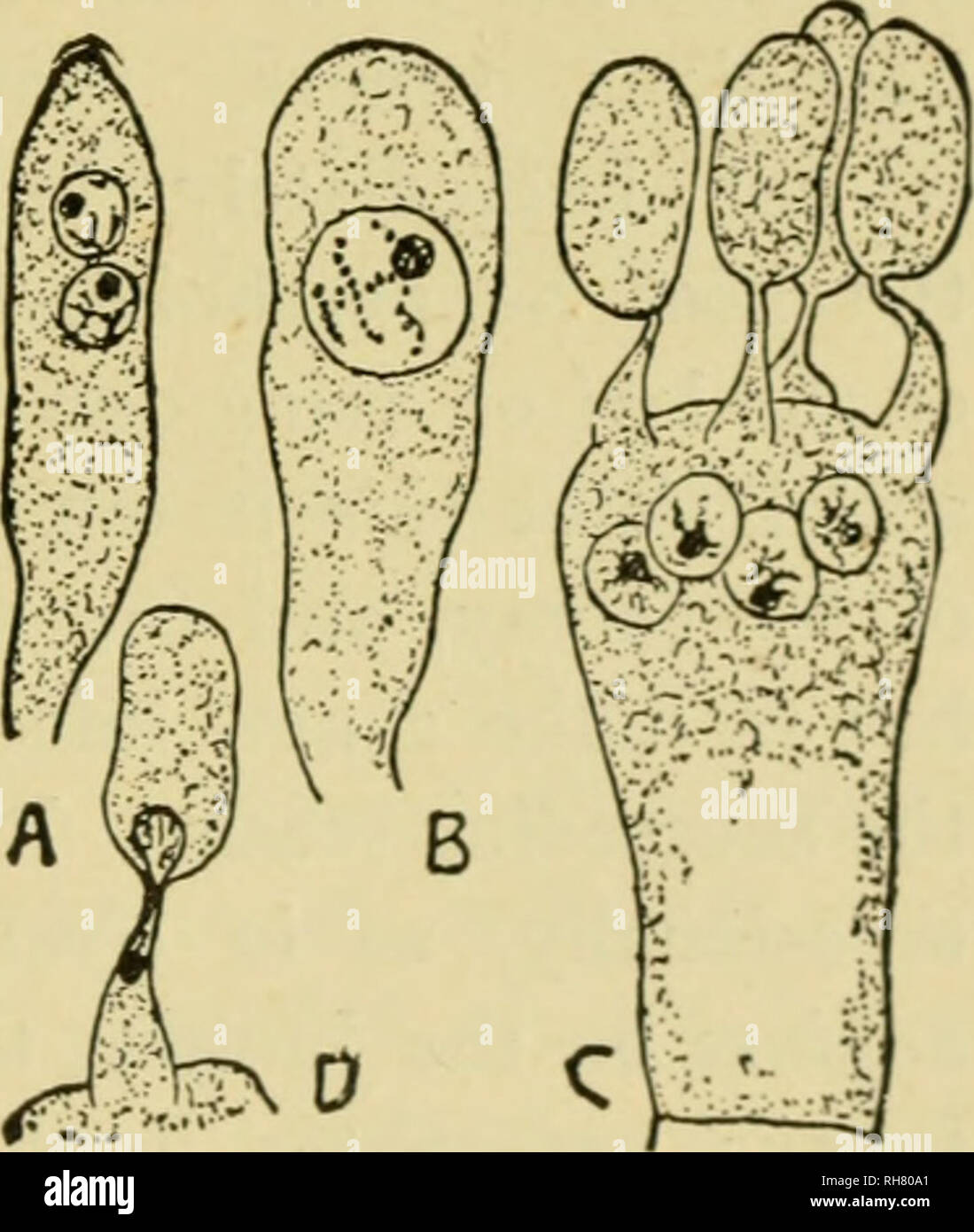 . Botany of the living plant. Botany; Plants. CHAPTER XXVII ...