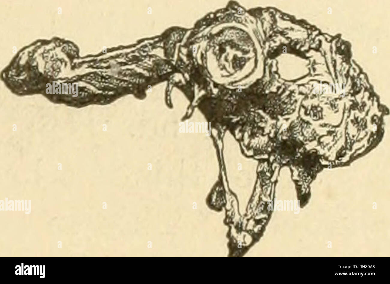 . Bovine obstetrics. Veterinary obstetrics. COMPLETE EMBRYOTOMY 287 ...