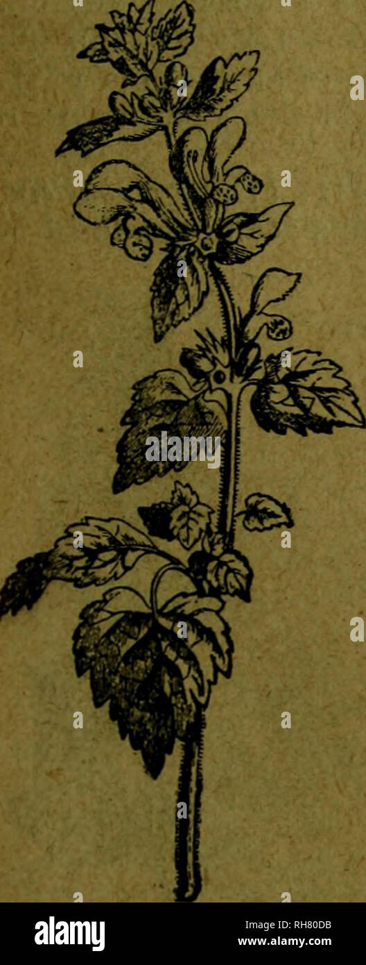 . Botánica descriptiva. Compendio de la flora española. Estudio de las plantas que viven espontáneamente en España y de las más frecuentemente cultivadas que tienen aplicaciones en medicina, agricultura, industria y horticultura. Plants. Fig. 863.—Flor entera, cortada y cáliz del Lamium albutn. 7-540.. Fig. 864.—Lamium macu latum. A. Anteras barbadas L. amplexicaule L. —íX). De 15-30&quot;, con las hojas inferiores pe- queñas, redondeadas y pecioladas, y las superiores sentadas, arriñonado-abrazadoras, lobuJado-festona- das; dientes del cáliz acuminado-alesnados, conniven- tes antes y después  Stock Photo