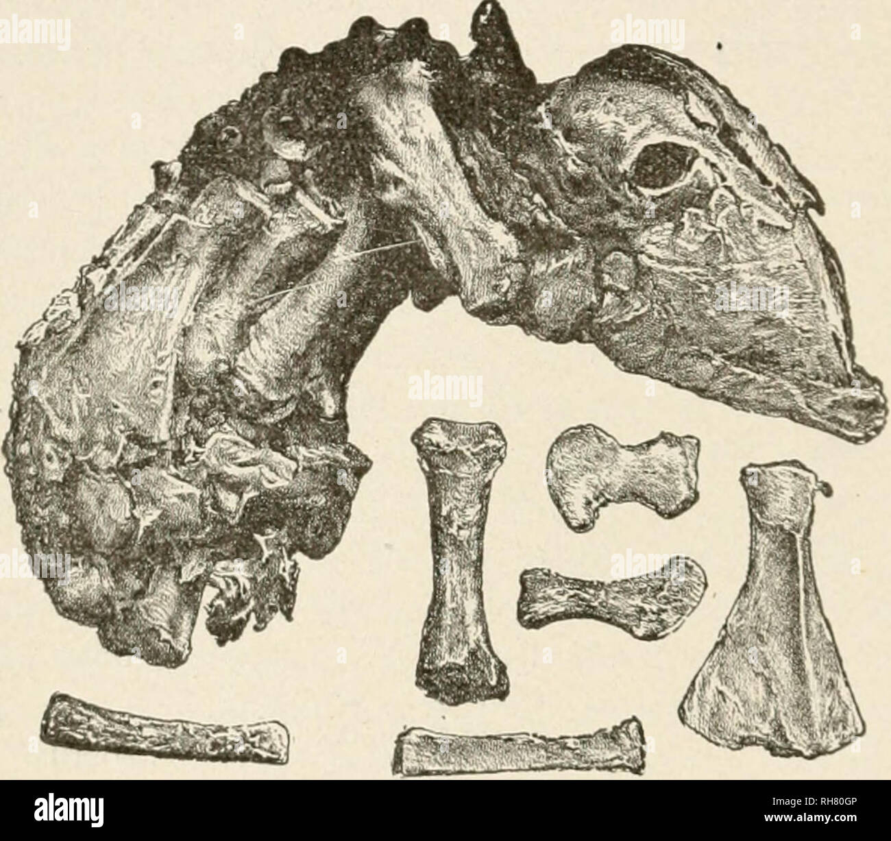 . Bovine obstetrics. Veterinary obstetrics. 130 BOVINE OBSTETRICS er