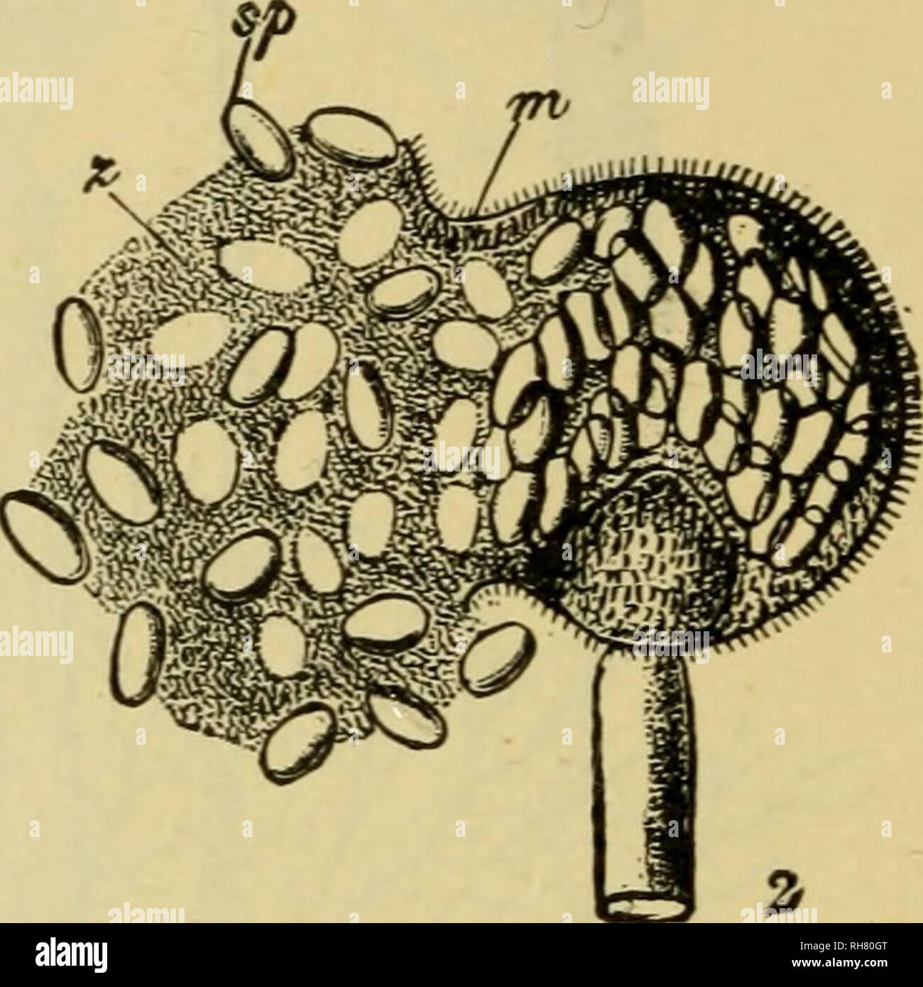. Botany of the living plant. Botany; Plants. Fig. 313. I, Mucor Mucedo, a sporangium in optical longitudinal section, c = columella. »i=wall of sporangium. sp=spores. 2. Mucor mucilagineus, a sporangium shedding its spores ; the wall (w) is ruptured, and the mucilaginous matrix (z) is greatly swollen. (After Brefeld, 1 x 225 ; 2 x 300, after v. Tavel.) (From Strasburger.) in a mucilaginous matrix, while centrally is a large columella (Fig. 313, 1). It is difficult to see this structure satisfactorily in ripe sporangia mounted in water, owing to the swelling of the mucilaginous matrix, which b Stock Photo