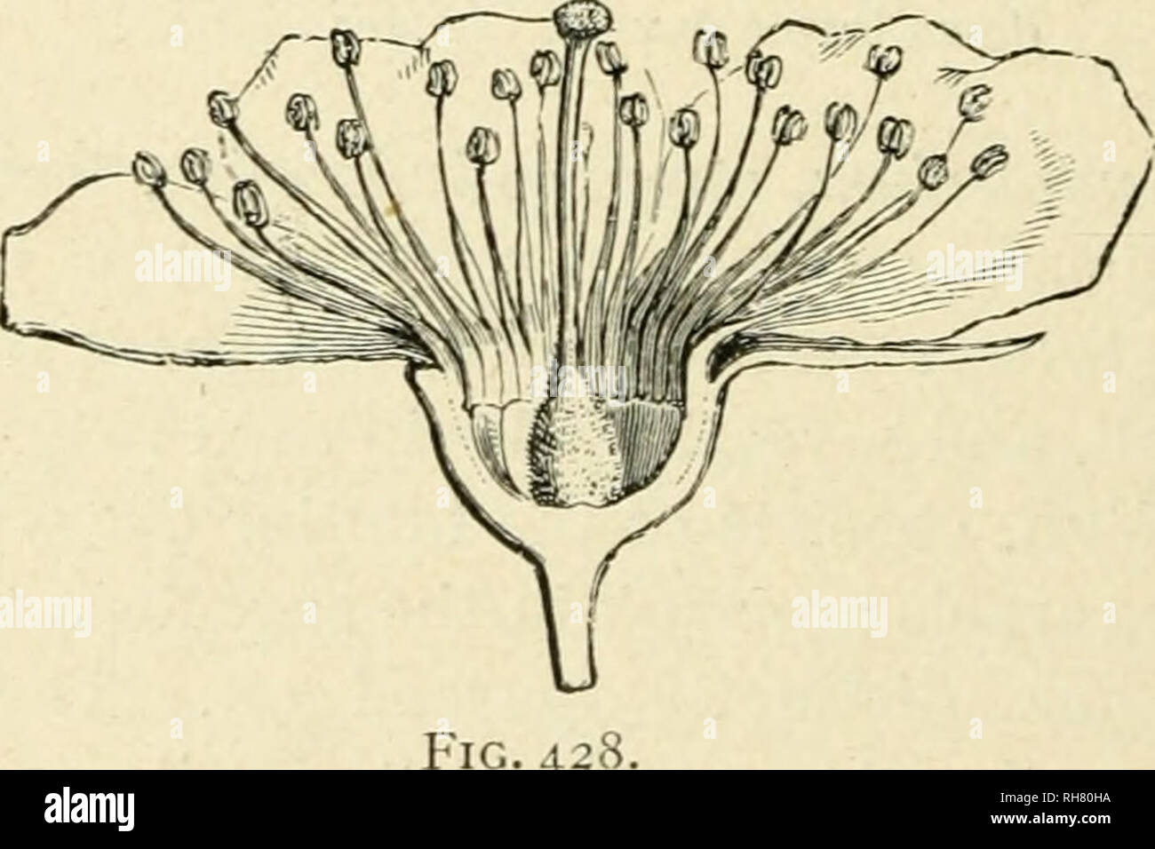 Apocarpous ovary hires stock photography and images Alamy