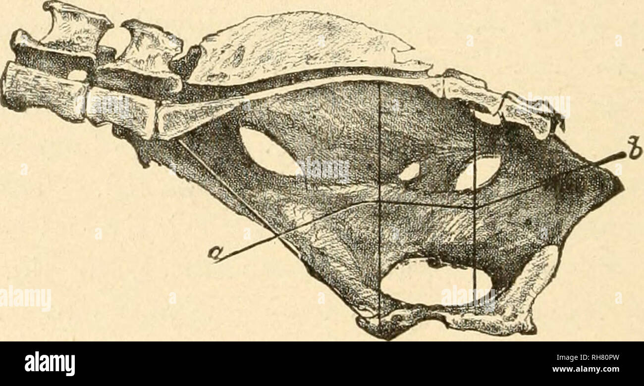 . Bovine obstetrics. Veterinary obstetrics. Fig. 11. a—h. Vertical diameter of pelvic inlet c—&lt;?, Greatest transverse diameter of pelvic inlet.. Fig. 12.—Section of pelvis with guiding line a-b. The long diameter of this ellipse runs from the promontory to the symphysis pubis; the short one indicates the greatest width of the pelvic inlet, and runs between the ileo-pectineal crests. JFranck terms the long diameter conjugata vera. This name may be continued in considering the fact that it thus designates this diameter in the human pelvis, although in the. Please note that these images are ex Stock Photo