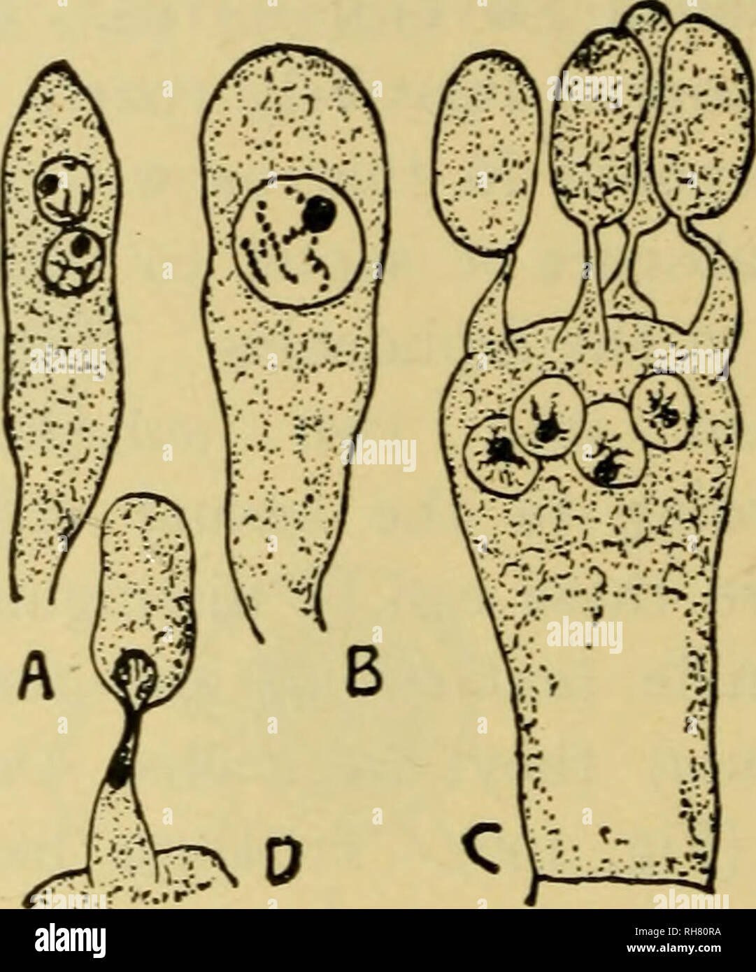 . Botany of the living plant. Botany; Plants. Fig. 298. Portion of the hymen ium of the Morel {Morchella esculenta). a =asci, each con- taining eight ascospores. p = paraphyses. sh = subhymenial tissue. ( x 240.) (After Strasburger.) Fig. 299. Honey Agaric (Armiliaria mellea). A, young basidium with two primary nuclei. P^ after fusion of the two nuclei. C =*a basidium of Hypholoma appendiculatum before the four nuclei derived from the secondary nucleus of the basidium have passed into the four basidiospores D = passage of a nucleus into the basidio- spore. (After Ruhland.) (From Stras- burger. Stock Photo