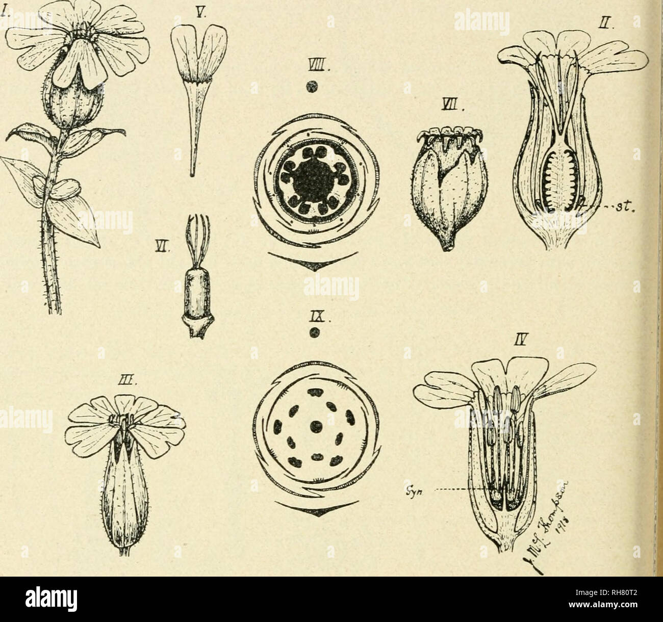 . Botany of the living plant. Botany. 508 BOTANY OF THE LIVING PLANT