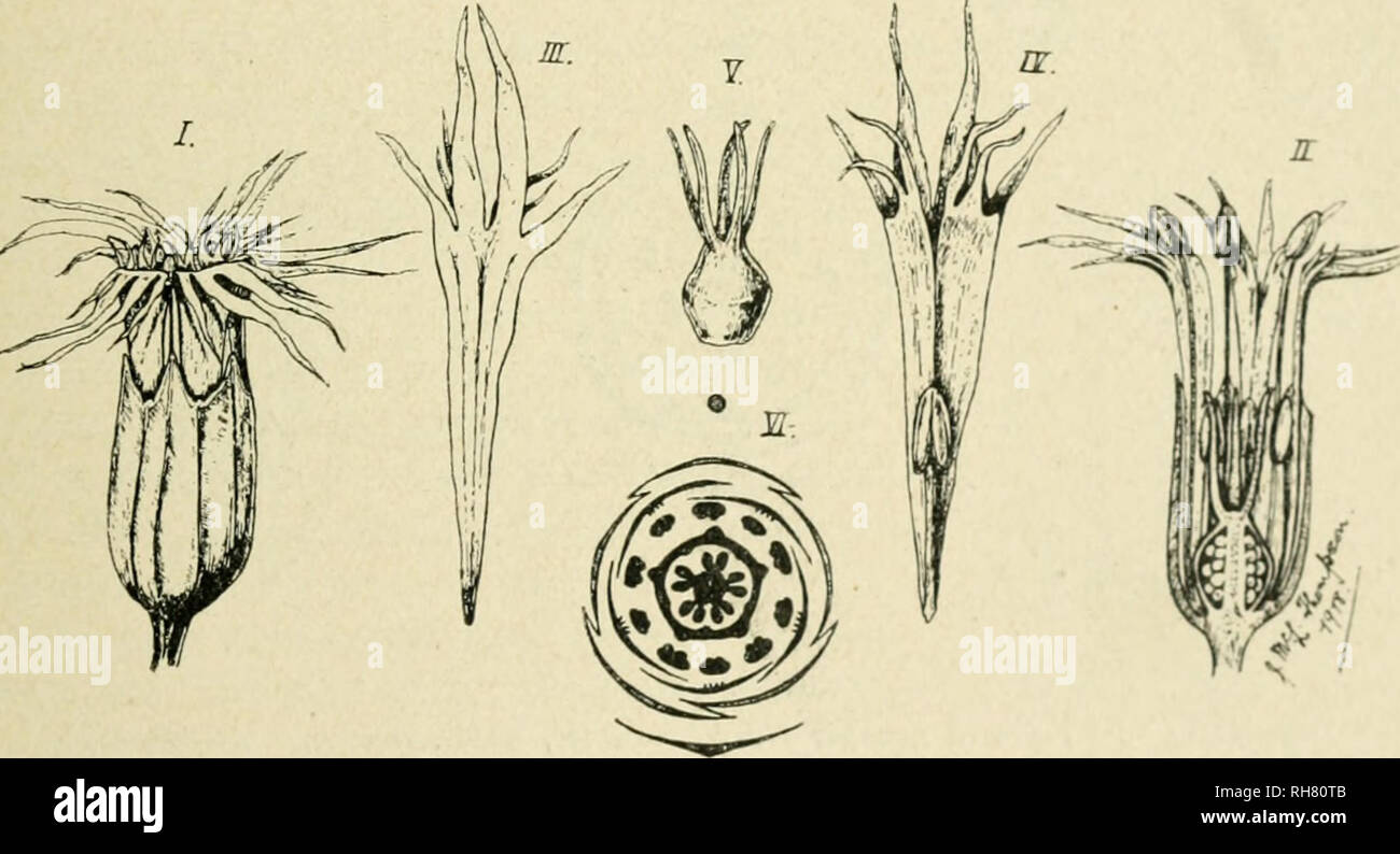 . Botany of the living plant. Botany. Floral diagrams of female flowers of Salix. A =S. caprea. B^S.alba. (After Eichler.) The fruit is a tough capsule, which splits longitudinally, exposing the seeds, each with a tuft of silky hairs attached to its base, by which it is transferred by the wind. ORDER: CURVEMBRYEAE. Family: Caryophyllaceae. Examples; Ragged Campion. Robin, Red (13) The Ragged Robin {Lychnis flos-cuculi, L.) is a herb of damp grassy ground, with perennial root-stock from which arise upright stems with simple leaves in alternate pairs. The inflorescence is a definite, regular dic Stock Photo