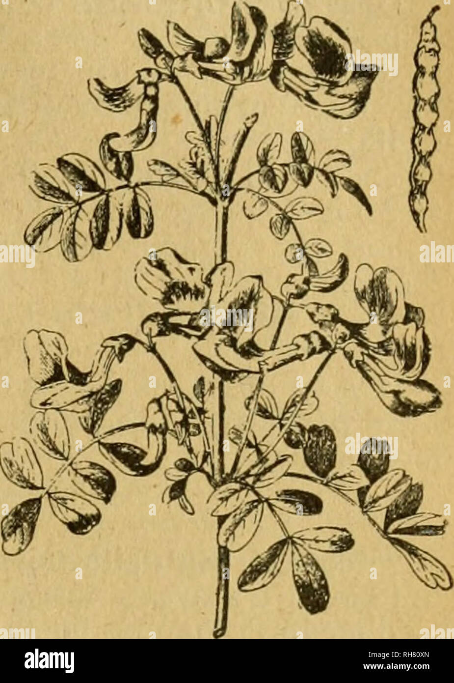 Botánica descriptiva. Compendio de la flora española. Estudio de las  plantas que viven espontáneamente en España y de las más frecuentemente  cultivadas que tienen aplicaciones en medicina, agricultura, industria y  horticultura.