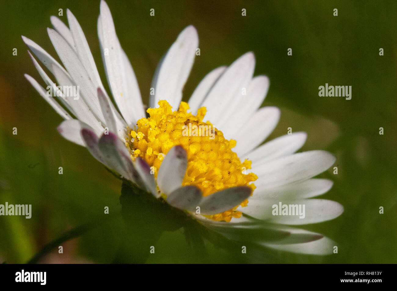 Close-up of the white flower of Daisy, Bellis perennis Stock Photo