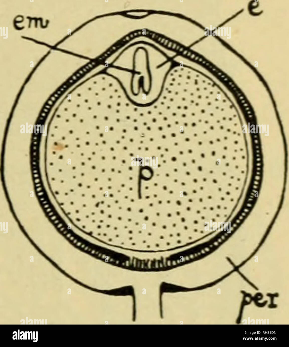 Botany Of The Living Plant Botany Plants The Embryo And The Seed 317 As A Permanent Nourishing Tissue Which Acts Till The Embryo Sac Is Well Advanced In Addition To This The