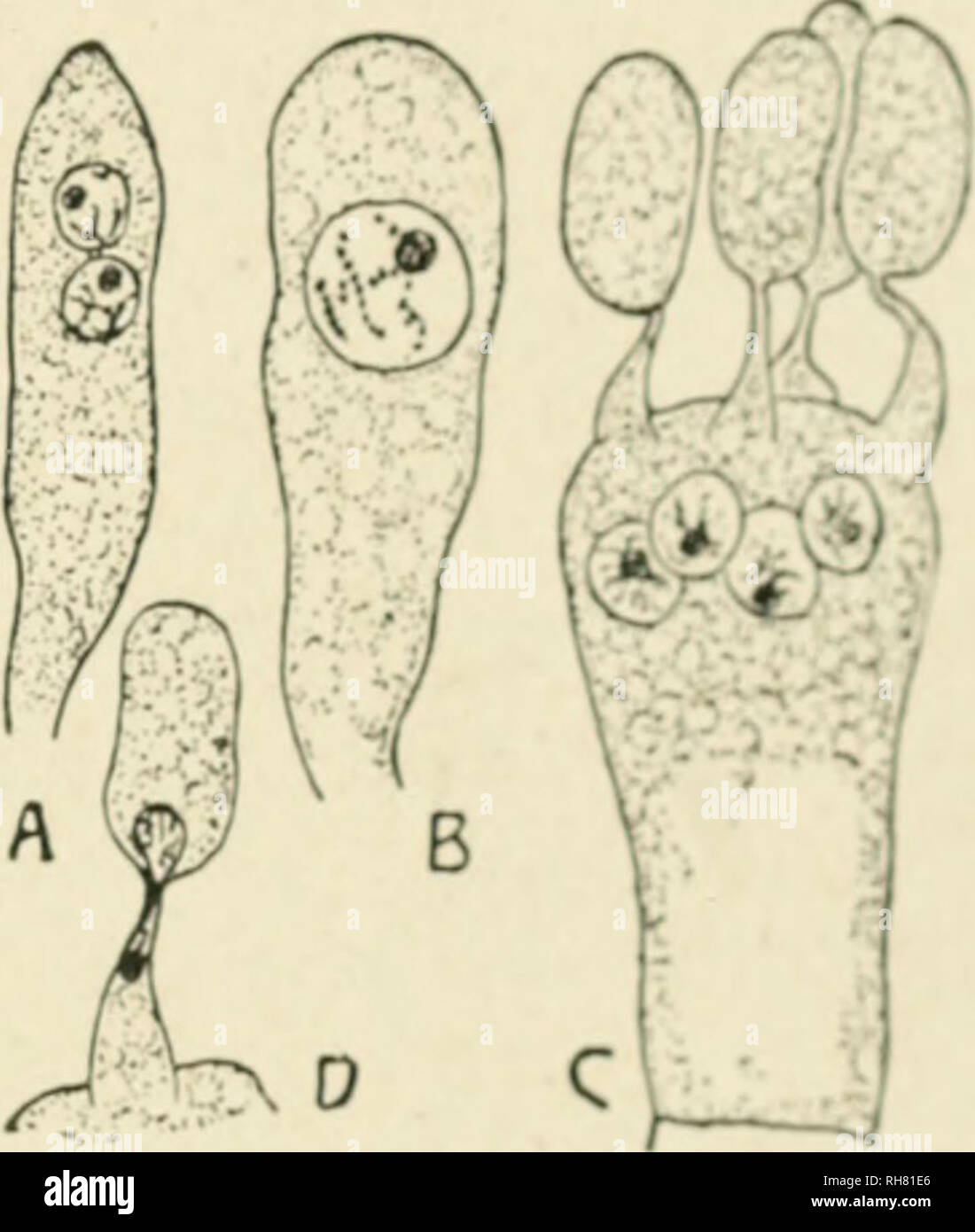 . Botany of the living plant. Botany. Portion of the hymenium of the Morel (Morchella esculenta). a=asci, each con- taining eight ascospores. /&gt;=paraphyses. sA=subhymenial tissue. ( x 240.) (After Strasburger.) lie. 347. Honey Agaric (Armtllaria tiuJUa). A, young basidium with two prim.nry nuclei. B, after fusion of the tu —a basidium of Hypholofi.i .:um before the four nuclei &lt;: iho secondary nucleus of the i .si 1; 1 ::i nave passed into the four basidu^s pores. Z) = passage of a nucleus into the baudio- spore. (.After Kuhland.) (I lorn Stras- burger.) ascospores^ and the sub-class th Stock Photo