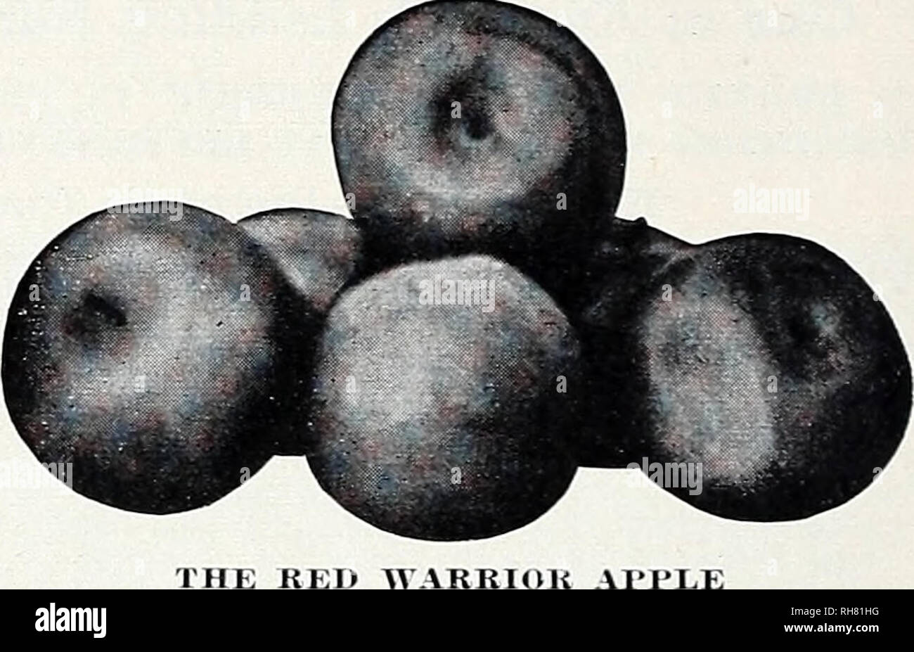 . Bountiful ridge nurseries : our complete catalog and planting guide fall 1956 spring 1957. Nurseries (Horticulture) Catalogs; Fruit Catalogs; Fruit trees Catalogs; Trees Catalogs; Flowers Catalogs. ^ RED WARRIOR (6a) THE LODI APPLEâPhotograph of Lodi Apple on experimental orchard of t'niTersity of Ifd. Note s miform shape. LODI (Big Transparent) (:^&gt; I.ODI IS ONE or OUK BEST EARLY APPIJ Large Size, Firmness and Early Bearing Habits Recommend it It's beautitul all-oei l)iiicht led Kilor 1 irjce quality should make it i leadei The tree is normallT iâ(irou&gt; .kiwv naturall similai to Ale Stock Photo