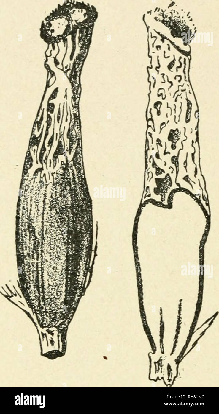 . Botany of the living plant. Botany. 4o6 BOTANY OF THE LWING PLANT hypha, which is believed to contain a digestive ferment (Fig. 342, i. ii.). A ferment has been extracted from large cultures of a certain Botrytis, and found to act upon cell-walls, causing them to swell. Such swelling is a feature of the perforation by the invading hypha, which first softens the cell-wall, and then seems to sink into the softened mass, finally emerging on the other side (Fig. 342, iii.-viii.). This power of perforation has been found in certain cases to depend upon the nutrition of the Fungus : for in- stance Stock Photo