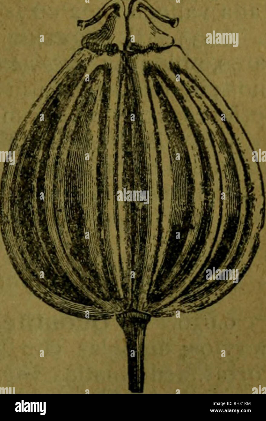. Botánica descriptiva. Compendio de la flora española. Estudio de las plantas que viven espontáneamente en España y de las más frecuentemente cultivadas que tienen aplicaciones en medicina, agricultura, industria y horticultura. Plants. PETROSELINO M 159 O con pocas hojuelas agudas; mericarpios con 6 bandas glandulosas y costi- llas gruesas; dientes calicinales borrosos; estilos revueltos poco más largos que el estilopodio. 6.623. S. foetida Coss efDur.—^. Tallos robustos, angulosos, acanala- dos; hojas triternado-partidas, con las lacinias lanceoladas, lampiñas, con las márgenes de las vaina Stock Photo