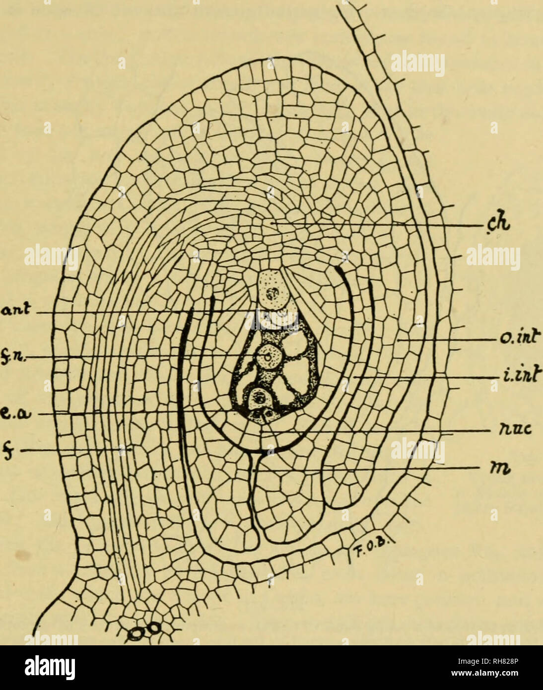 Botany Of The Living Plant Botany Plants The Carpel And Ovule 295 Antipodal Group Ant And It Occupies The Base Of The Embryo Sac Just Above The Chalazal Ending Of The Vascular
