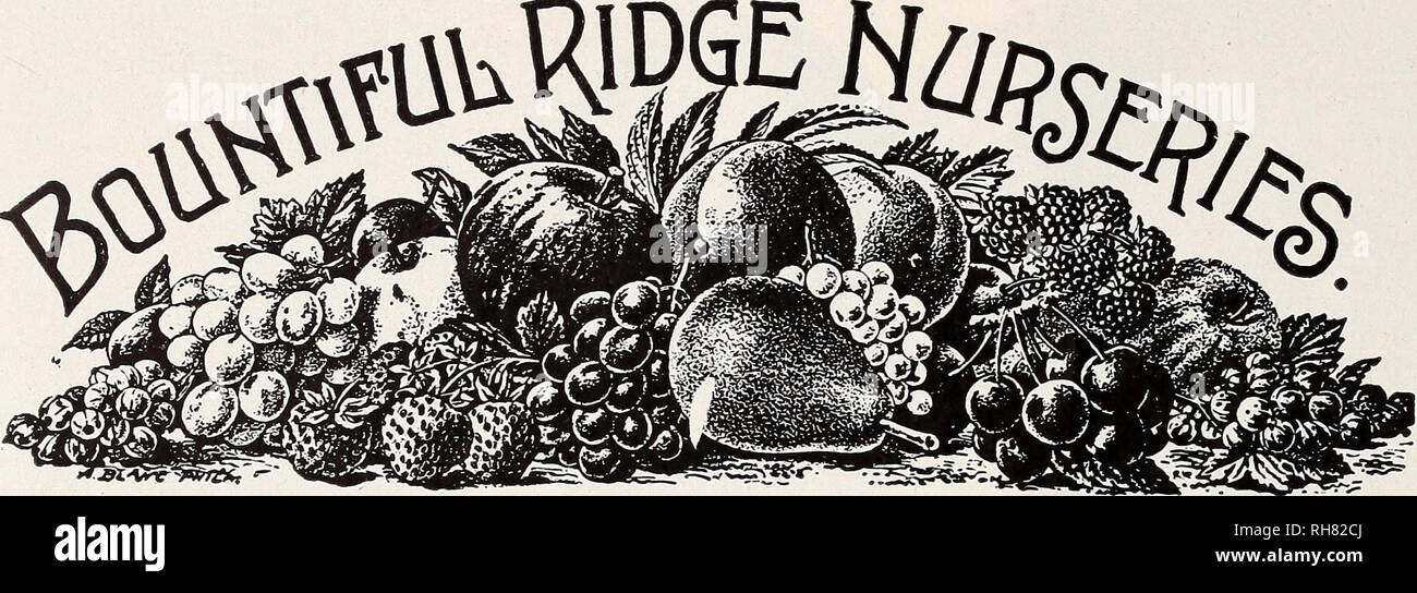 . Bountiful Ridge Nurseries : our complete catalog and planting guide for fall 1951 and spring 1952. Nurseries (Horticulture) Catalogs; Fruit Catalogs; Fruit trees Catalogs; Trees Catalogs; Asparagus Catalogs. The Fruit World mM§^. 9 OUR LISTINGS OF NEW VARIETIES AND SELECTED TYPES OF OLDER VARIETIES OF &quot;The APPLE&quot;. Please note that these images are extracted from scanned page images that may have been digitally enhanced for readability - coloration and appearance of these illustrations may not perfectly resemble the original work.. Bountiful Ridge Nurseries; Henry G. Gilbert Nursery Stock Photo