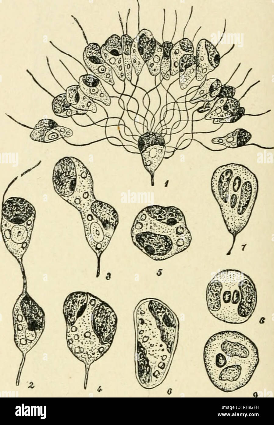 . Botany of the living plant. Botany. Fig. 320. A, Pleurocladia lacustris. Uni- locular sporangium with its contents divided up into zoospores, a = eye- spot. c/tr=chromatophore. (After Klebahn.j B = Chorda filum, zoo- spores. (After Reinke.) (From Oltmanns' Algae.). Fig. 321. Ectocarpus siliculosus. i, female gamete sur- rounded by a number of male gametes. 2-5, stages in the fusion of gametes. 6, zygote after 24 hours. 7-9, fusion of the nuclei as seen in fixed and stained material. (1-5 after Berthold ; 6-9 after Oltmanns.) (From Strasburger.) in conceptacles, which are cavities hollowed ou Stock Photo