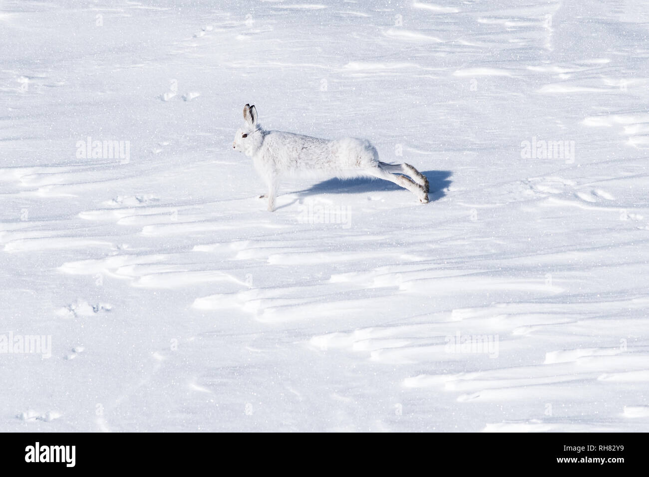 Mountain Hare - Lepus timidus - stretching - in the Cairngorms National Park, Scotland, UK Stock Photo