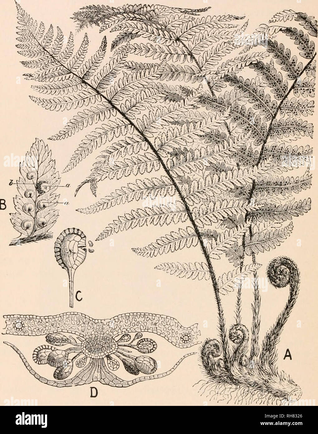 . Botany; principles and problems. Botany. 328 BOTANY: PRINCIPLES AND PROBLEMS. Fig. 199.—The structure of a fern (Aspidium). A, the. plant as a whole. B, portion of leaf with seven fruiting dots or sori on its lower surface. Each is covered by an indusium (a), from under which the sporangia (6) are protruding, in one case. C, a single sporangium. D, transverse section through a sorus, showing section of leaf-blade above and of indusium below, with cluster of sporangia attached between them. {From Strasburger, after Wossidlo).. Please note that these images are extracted from scanned page imag Stock Photo