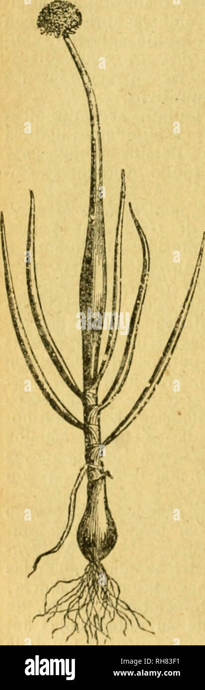Bulbo de plantas de ajo hi-res stock photography and images - Alamy