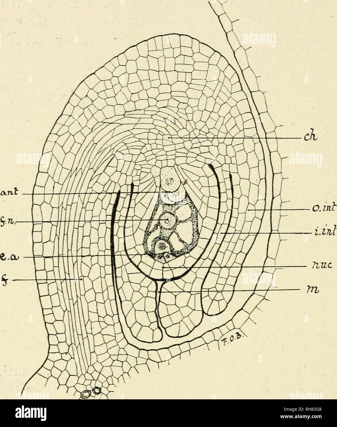 . Botany of the living plant. Botany. 25^ BOTANY OF THE LIVING PLANT The ovule at the period when it is ready for fertihsation is more or less oval in form, and it is seated upon a stalk, the funiculus, which is usually short (Fig. 206). It consists of a central body of conical form, which is called-the nucellus. This is the actual mega-sporangium. It is invested by one, and frequently by two integuments^ which are attached to its base, and cover it closely, leaving only a very narrow channel. Fig. 206. Median longitudinal section of an ovule of Caltha, at the period of fertilisation. /=funicu Stock Photo