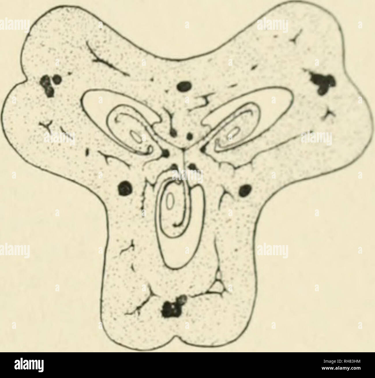 Inferior Ovary Stock Photos & Inferior Ovary Stock Images Alamy