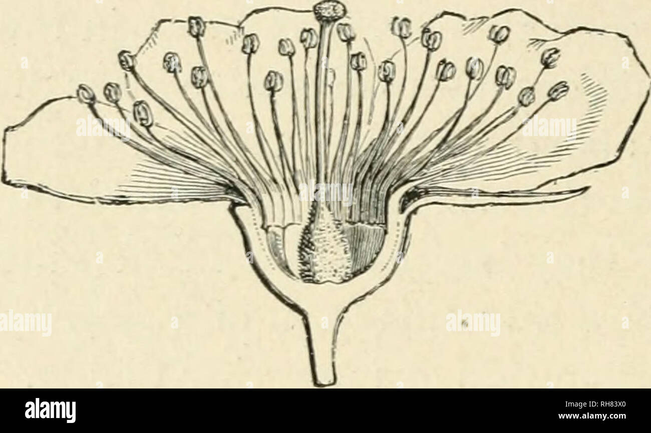 . Botany of the living plant. Botany. 238 BOTANY OF THE LIVING PLANT. Fig. i86. Vertical section of flower of the Peach, as an example of a perigynous flower. (After Figuier.) and petals. In the Caper Family the carpels alone are raised thus on an elongated axis. More frequently there may be a local widening out of the receptacle, in the form of a ring or cup, by growth of tissue beneath the insertion of the lower parts The sepals, petals, and sta- mens may together be carried out- wards upon its margin, while the gynoecium occupies the centre of the cup. This occurs frequently in certain fami Stock Photo