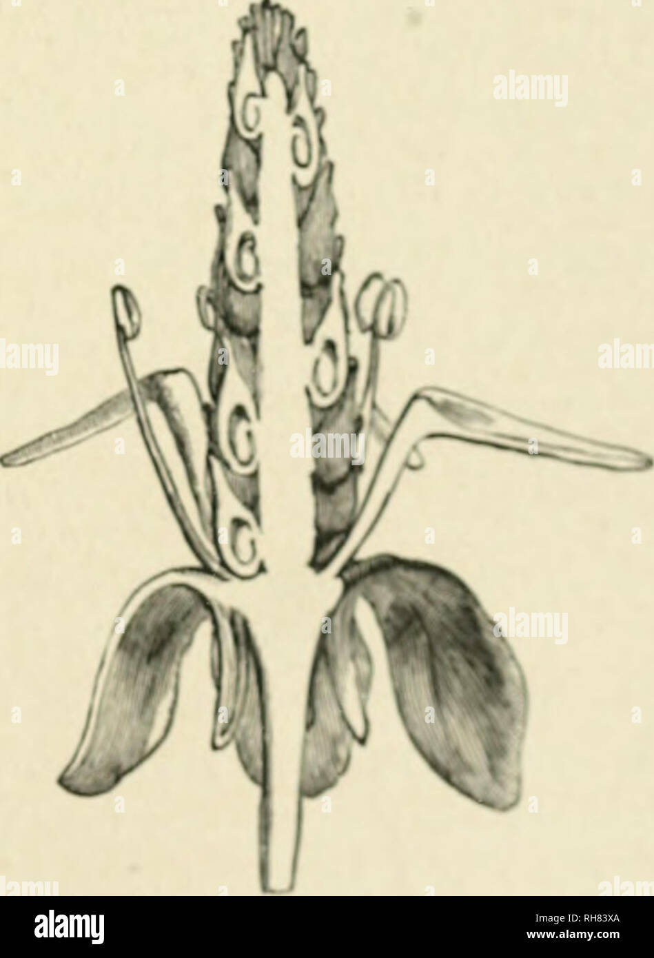 The essential parts of a flower hires stock photography and images Alamy