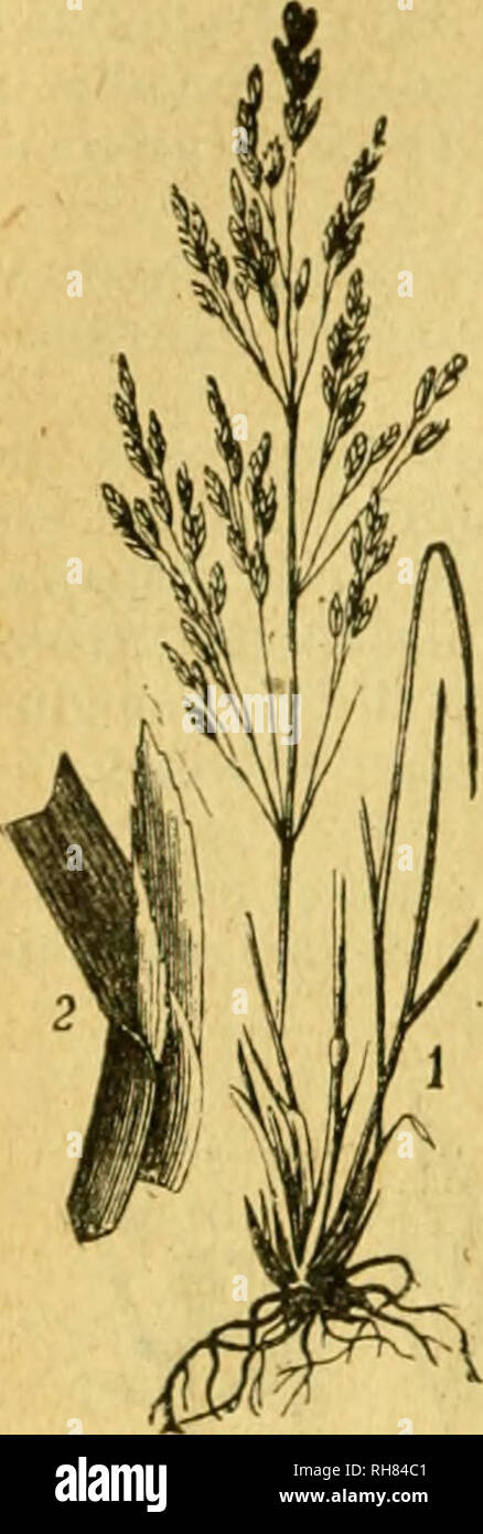 . Botánica descriptiva. Compendio de la flora española. Estudio de las plantas que viven espontáneamente en España y de las más frecuentemente cultivadas que tienen aplicaciones en medicina, agricultura, industria y horticultura. Plants. io6 GRiVMInXcEAS panoja grande, muy ramosa; glumas desiguales, lanceoladas. Fl. junio-julio. Ambos Pirineos. ' 3.408. P. commutata R. S.—^. Difiere de la anterior por ser muy lam- piña, tener los tallos y vainas de las hojas comprimidos y por sus espiguillas con 7-8 flores. Fl. primavera. Asturias. 3.409. P. triVíalis L. (Fig. 267.)—1^. Raíz fibrosa; tallos ci Stock Photo