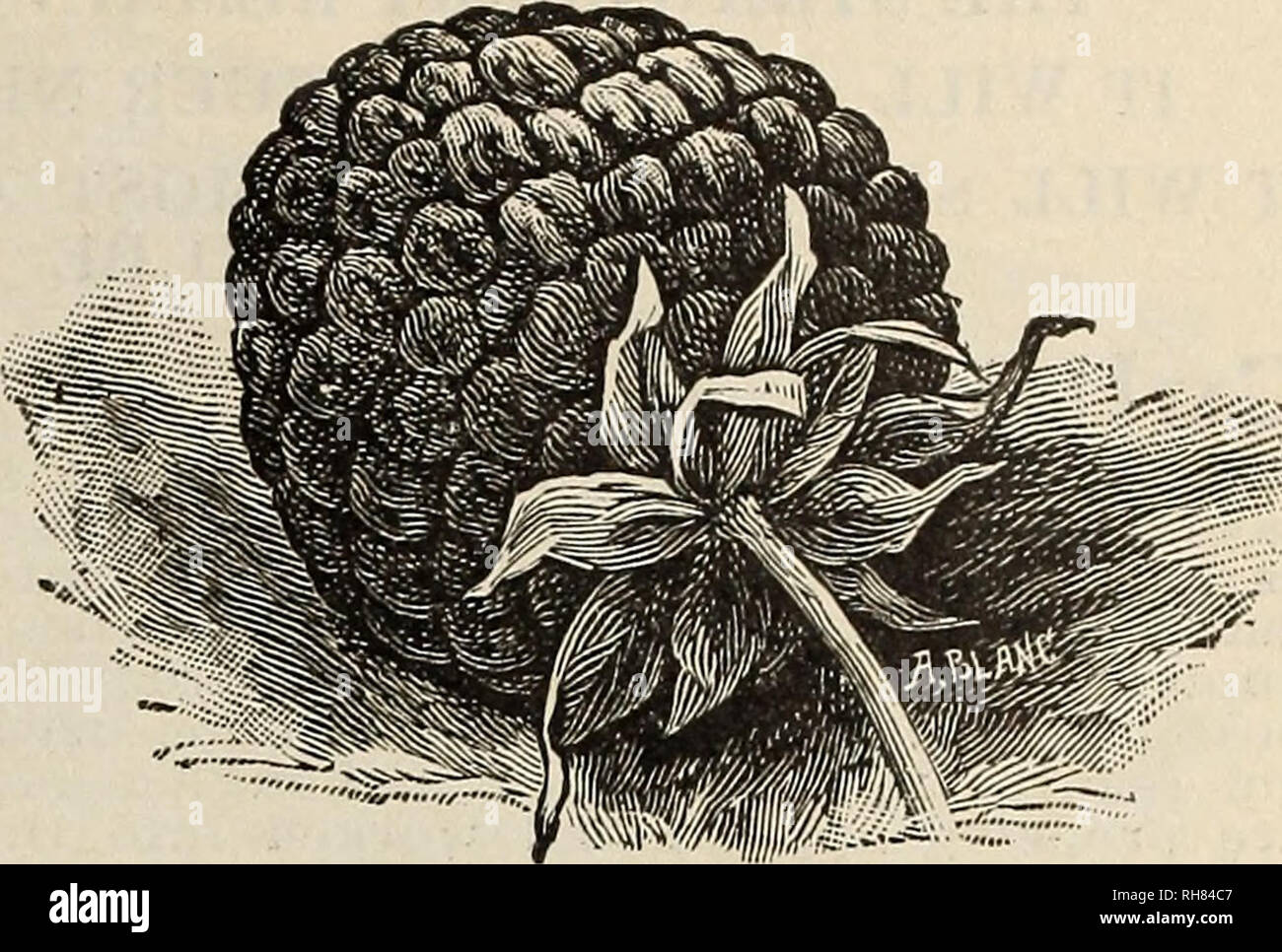 . Bountiful Ridge Nurseries : your guide to better fruits and more ...