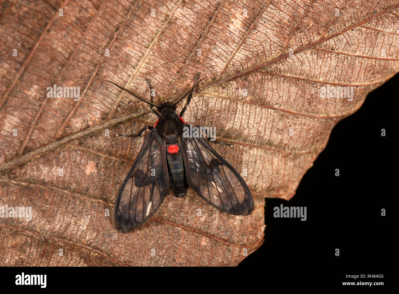 Costa Rica Moth (Chrostosoma destricta) adult at rest on dead leaf, wasp mimic, Turrialba, Costa Rica, October Stock Photo